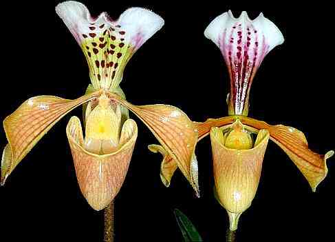Paphiopedilum gratrixianum
